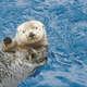 Illustration for article titled Heres A Waving Otter To Clear Your Heads Of Dong For The Weekend